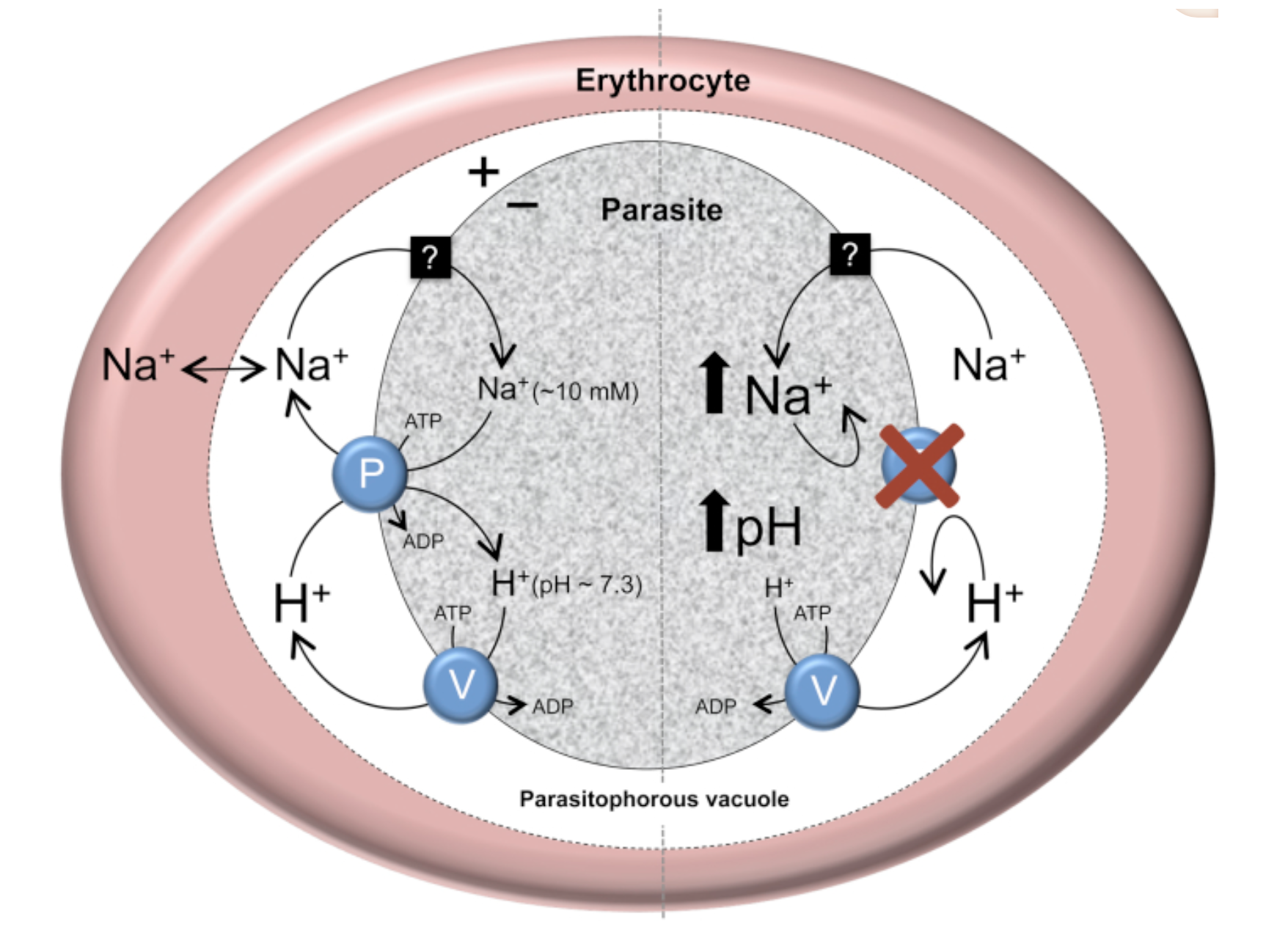 The putative role of PfATP4 in Na+ homeostasis in the malaria parasite, *P. falciparum*. Source: @spillman2015.